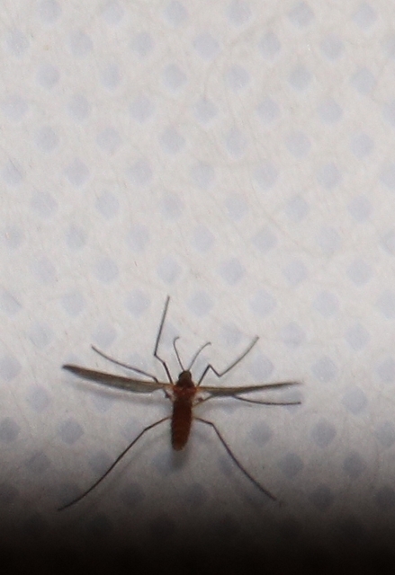 Cecidomyiidae - gubacsszúnyogok
