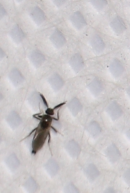 Ceratopogonidae - törpeszúnyogok