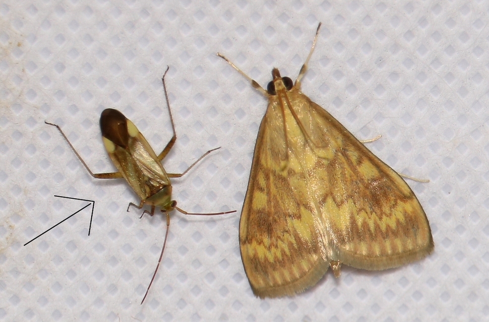 Adelphocoris lineolatus - lucernapoloska