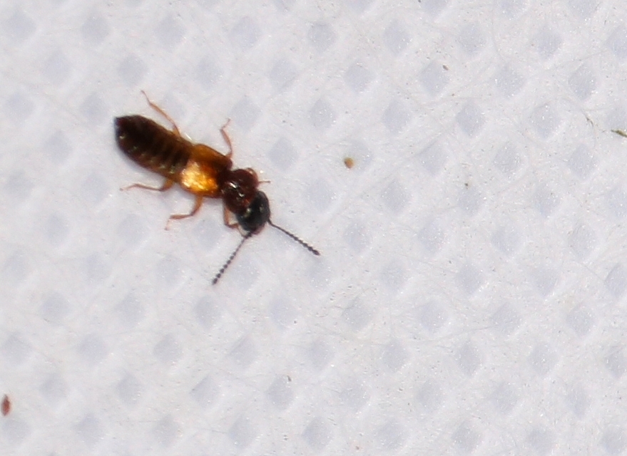 Anotylus Anotylus