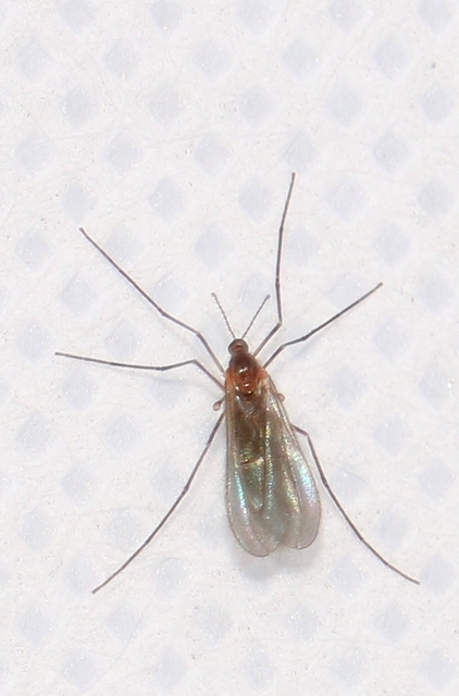 Cecidomyiidae - gubacsszúnyogok