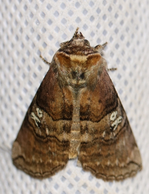 Tethea ocularis - pápaszemes pihésszövő