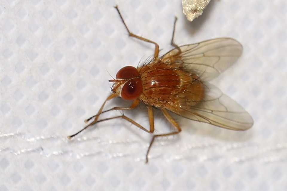 Phaonia pallida