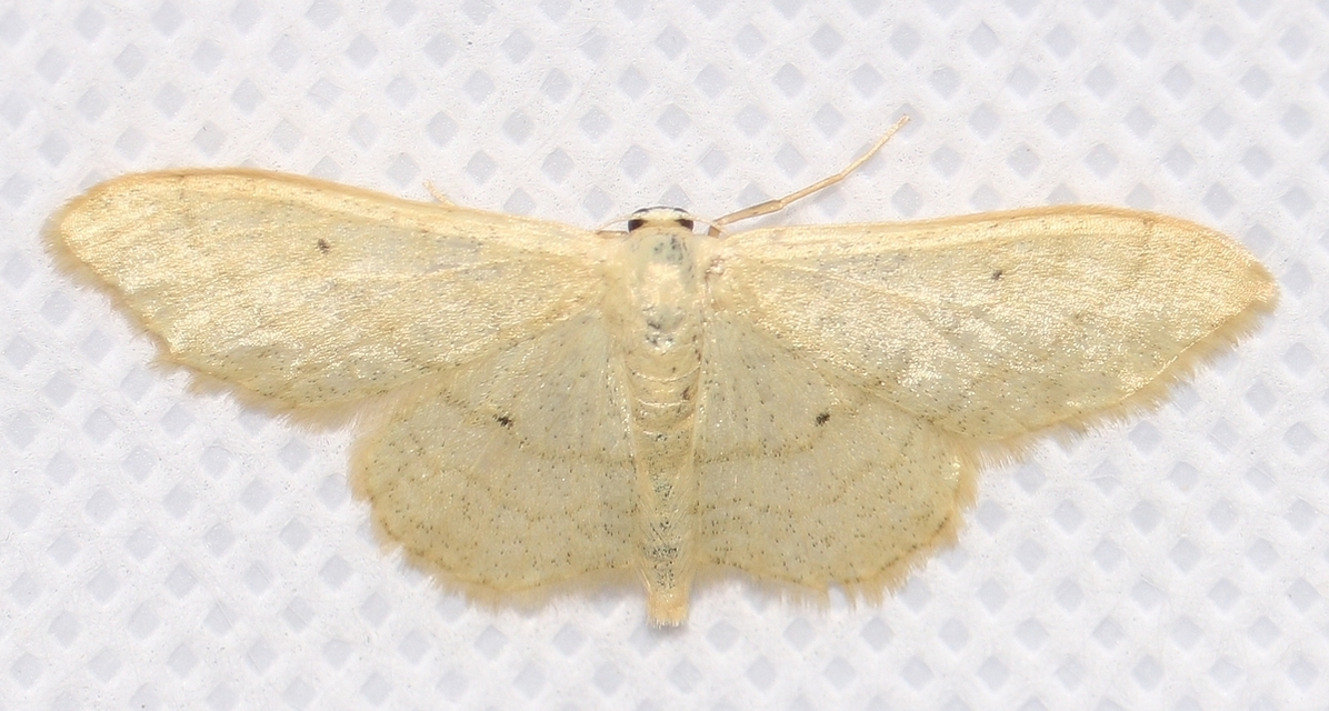 Idaea straminata - szalmasárga sávosaraszoló