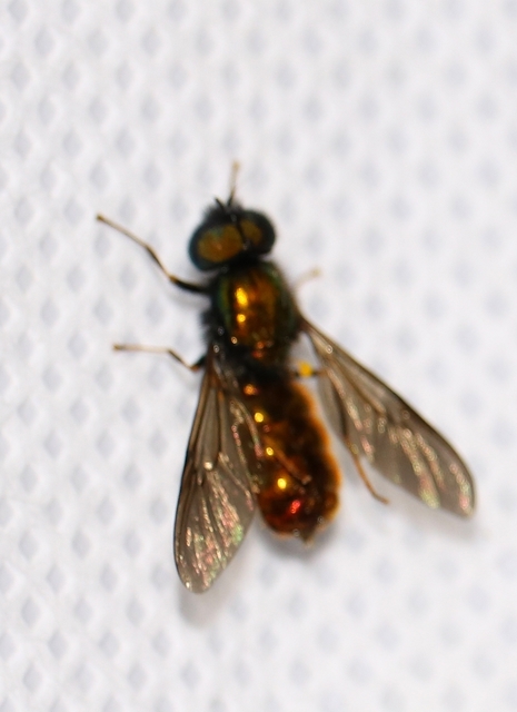 Chloromyia formosa - közönséges fémeslégy