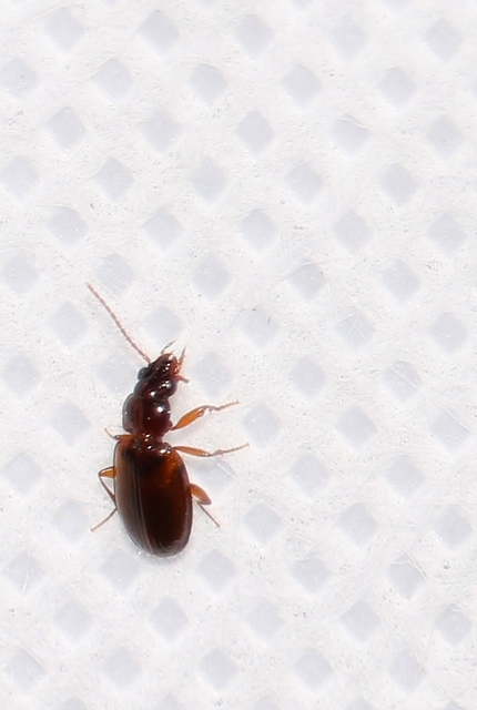 Trechus quadristriatus - közönséges fürgefutonc