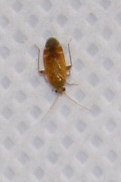 Psallus