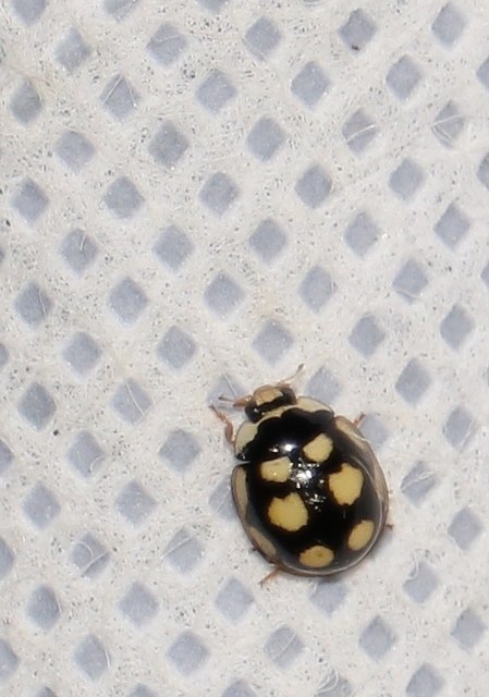 Oenopia lyncea agnata - bokorerdei katica