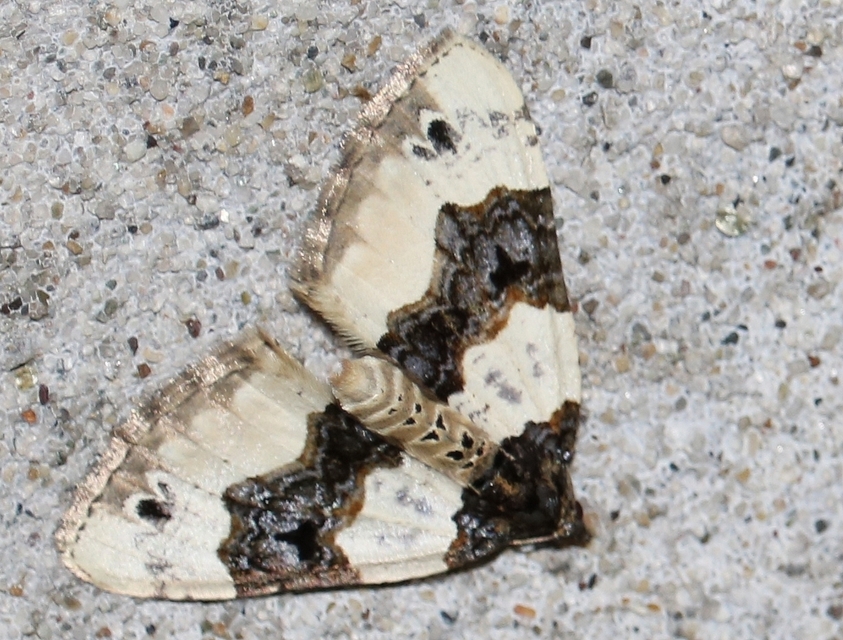 Cosmorhoe ocellata - szemes galajaraszoló
