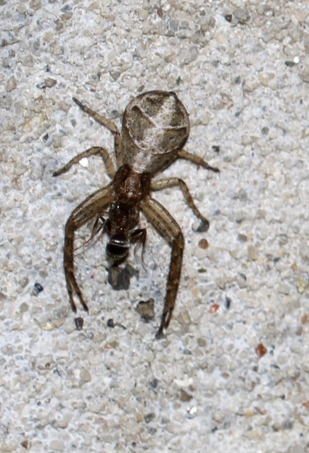 Tmarus