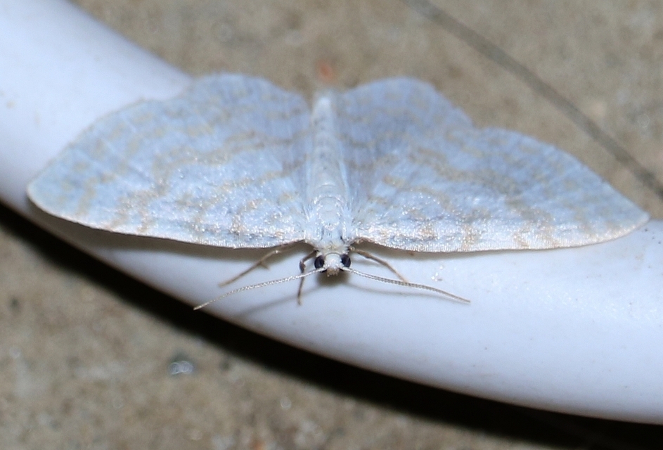 Asthena albulata - gyertyán-fehéraraszoló