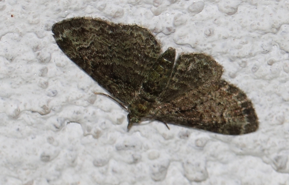 Pasiphila rectangulata - almavirág-araszoló