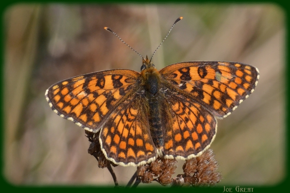 Melitaea phoebe - nagy tarkalepke