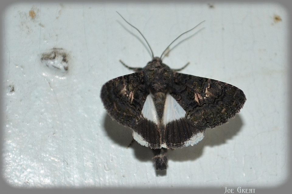 Anophia leucomelas - déli folyófűbagoly
