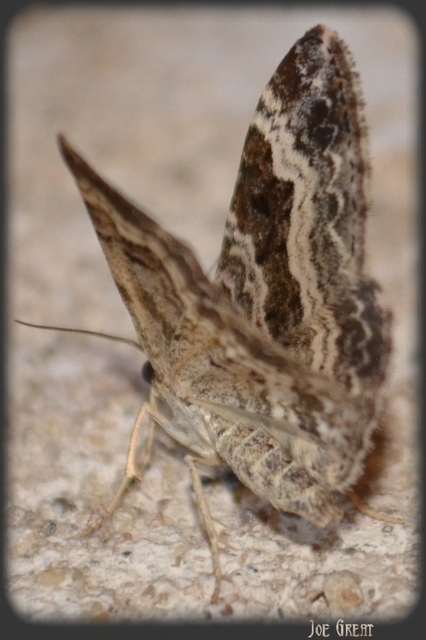 Epirrhoe alternata - galaj-tarkaaraszoló