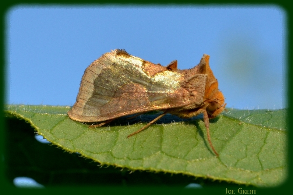 Diachrysia stenochrysis - rejtőző aranybagoly
