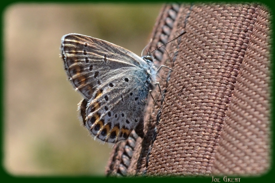 Plebejus argyrognomon - tintakék boglárka