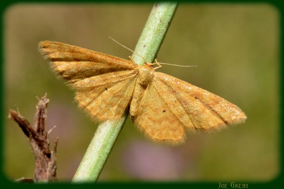 Idaea serpentata - kis sávosaraszoló