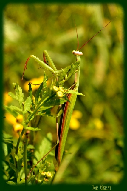 Mantis religiosa - imádkozósáska