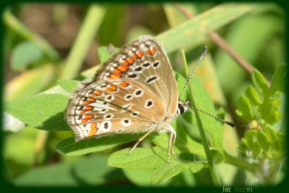 Aricia agestis - szerecsenboglárka
