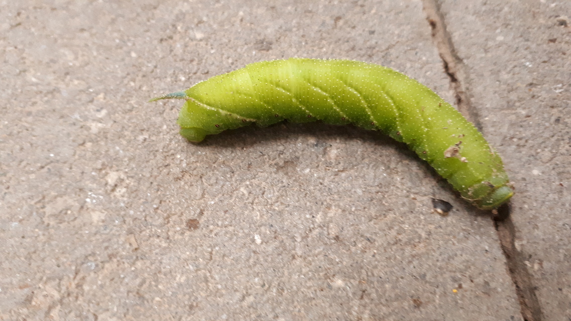 Smerinthus ocellatus - esti pávaszem
