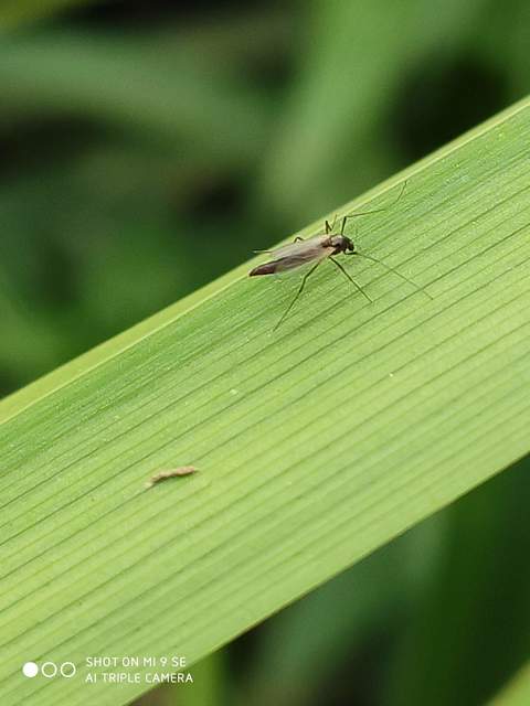 Chironomidae - árvaszúnyogok
