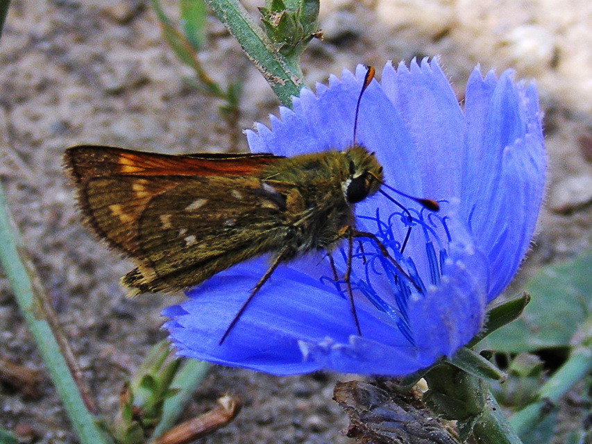 Hesperia comma - vesszős busalepke