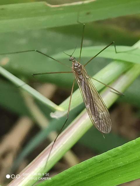 Pilaria discicollis