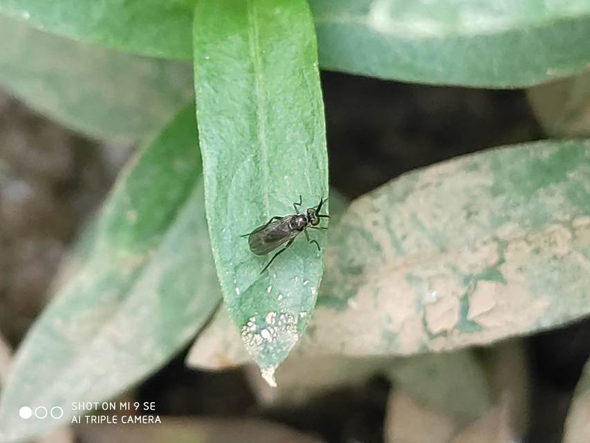 Rhaphium