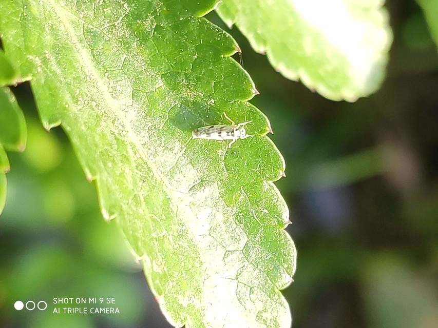 Eupteryx