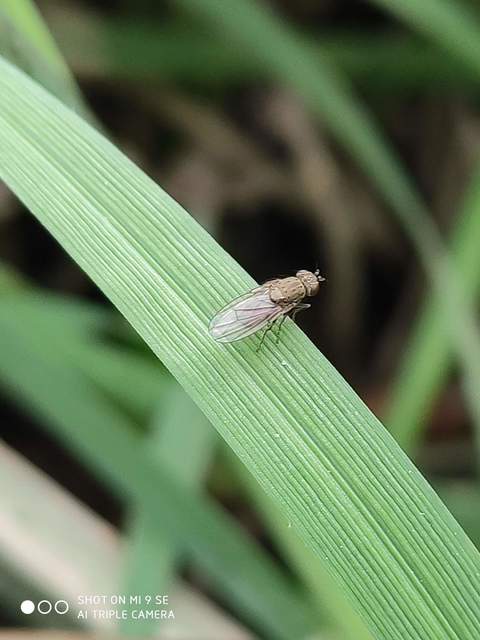 Notiphila