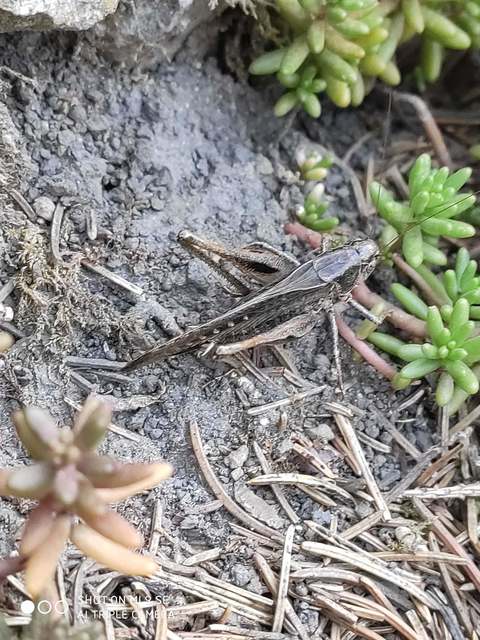 Platycleis grisea - szürke rétiszöcske