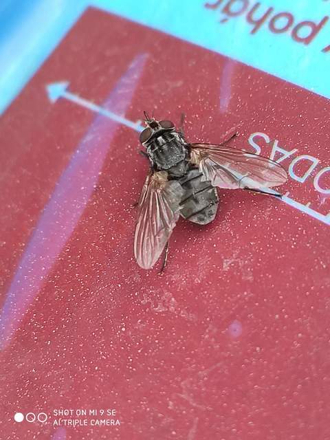 Stomoxys calcitrans - szuronyos istállólégy