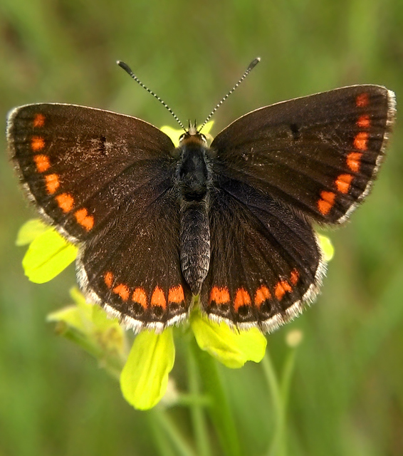 Aricia agestis - szerecsenboglárka