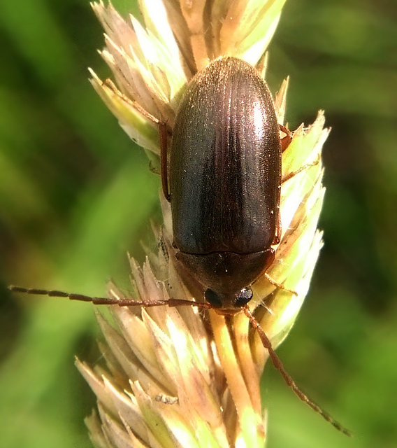 Hymenalia rufipes - rőtlábú alkonybogár