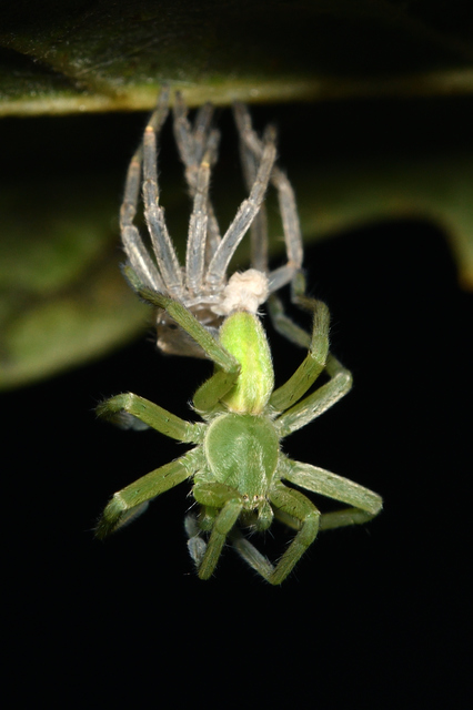 Micrommata virescens - hunyópók