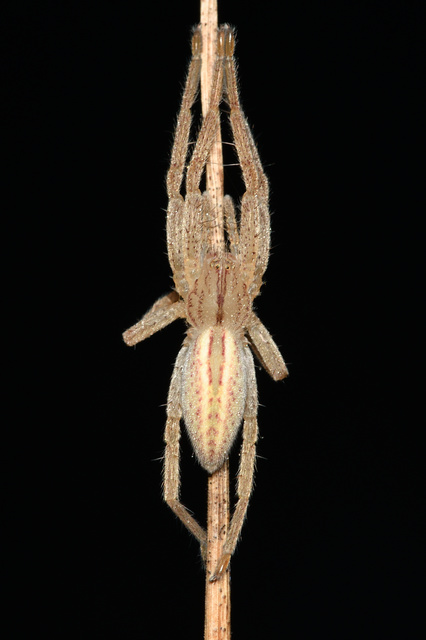 Micrommata virescens - hunyópók
