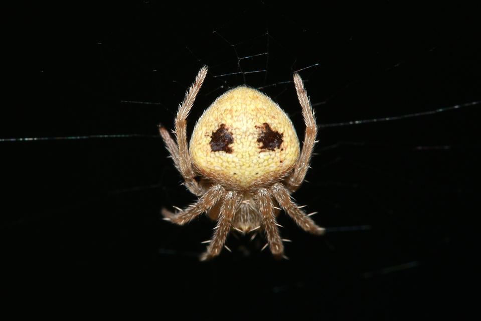 Araneus triguttatus - háromfoltos keresztespók