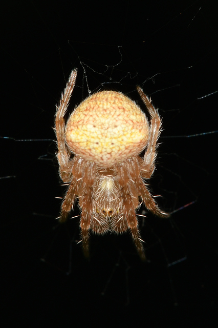 Araneus triguttatus - háromfoltos keresztespók