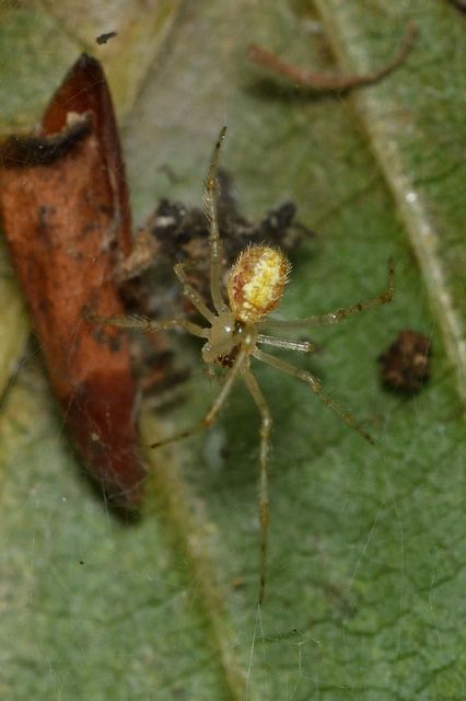Theridion varians - változó törpepók