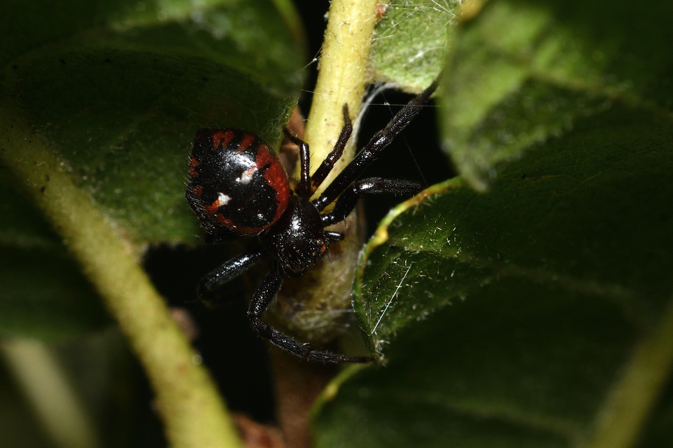 Synema globosum/ornatum