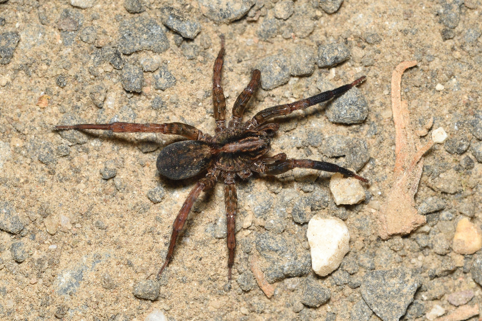 Trochosa