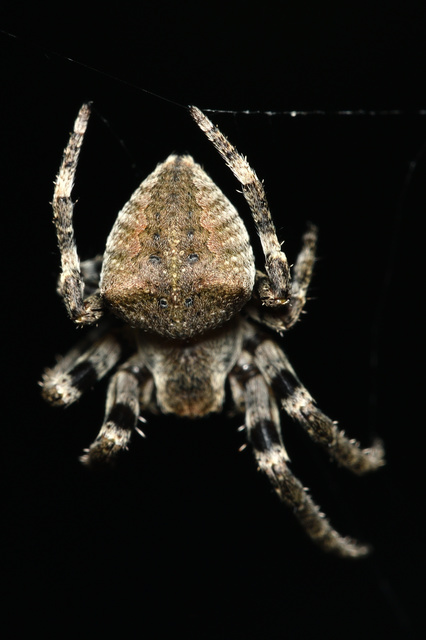 Araneus circe/angulatus