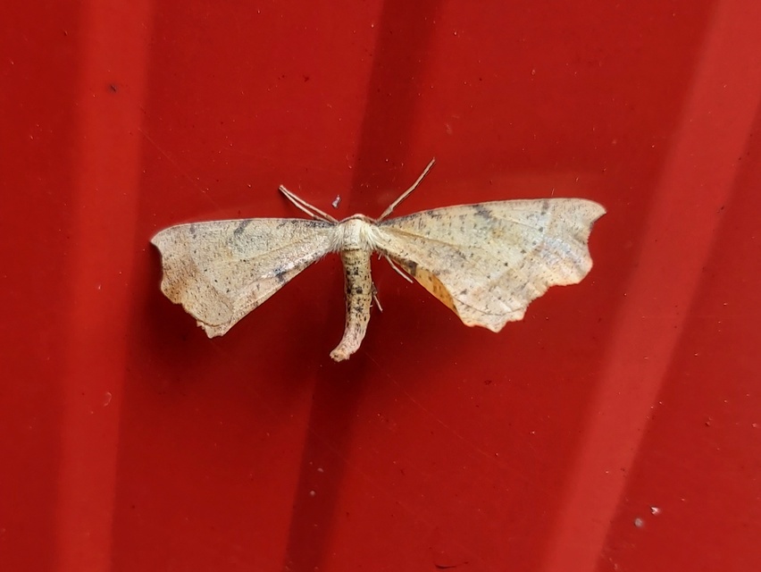 Artiora evonymaria - kecskerágó-araszoló