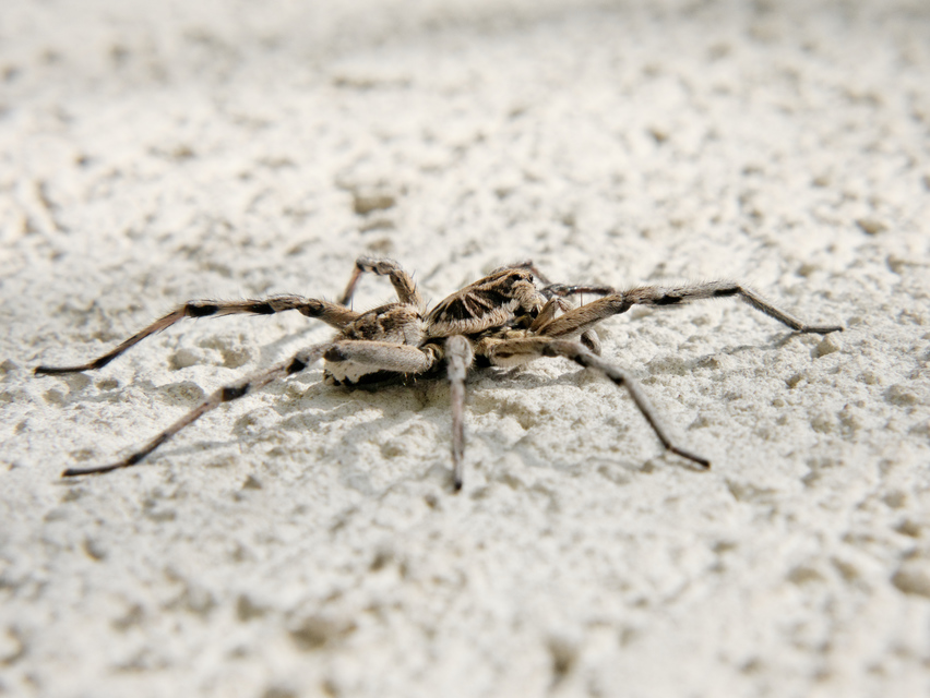 Geolycosa vultuosa - pokoli cselőpók