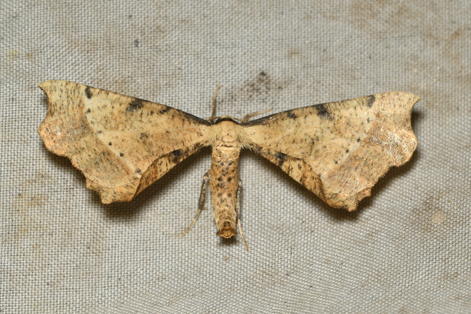 Artiora evonymaria - kecskerágó-araszoló