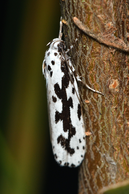 Ethmia pusiella - díszes feketemoly
