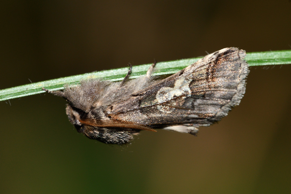Diloba caeruleocephala - őszi kékesbagoly