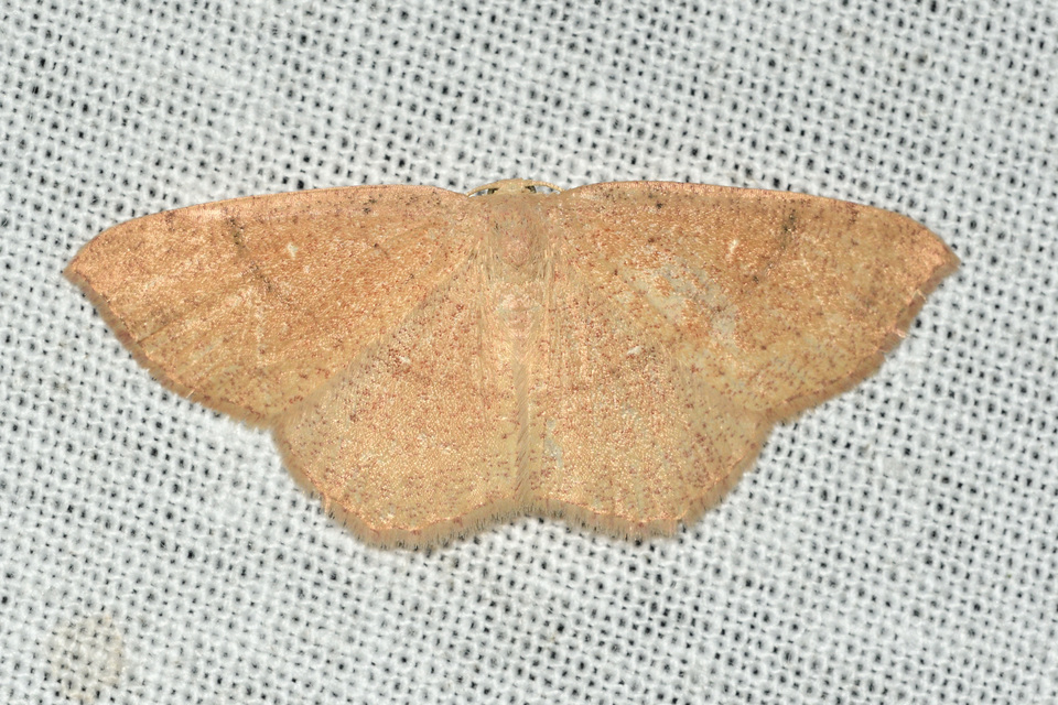 Cyclophora ruficiliaria - vörösrojtú pettyesaraszoló