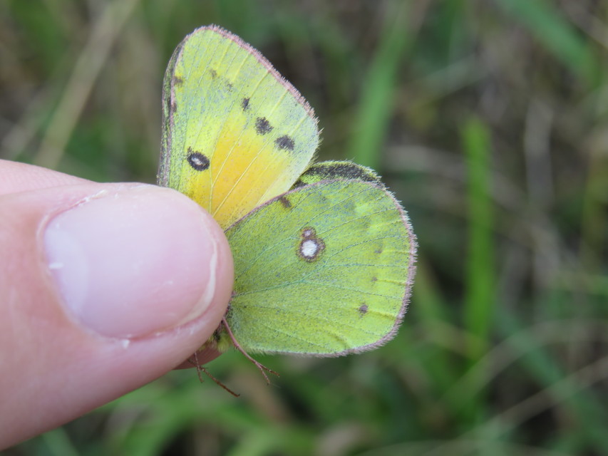 Colias chrysotheme - dolomit-kéneslepke